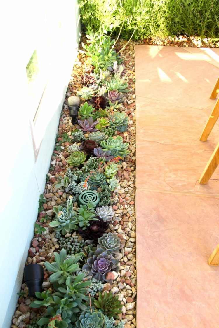 kaktus-succulenter-idéer-trädgårdsdesign-lättskött-aloe-rockery-way-side