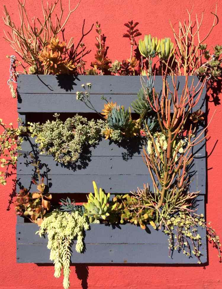 kaktus-succulenter-idéer-trädgårdsdesign-lättskött-vertikal