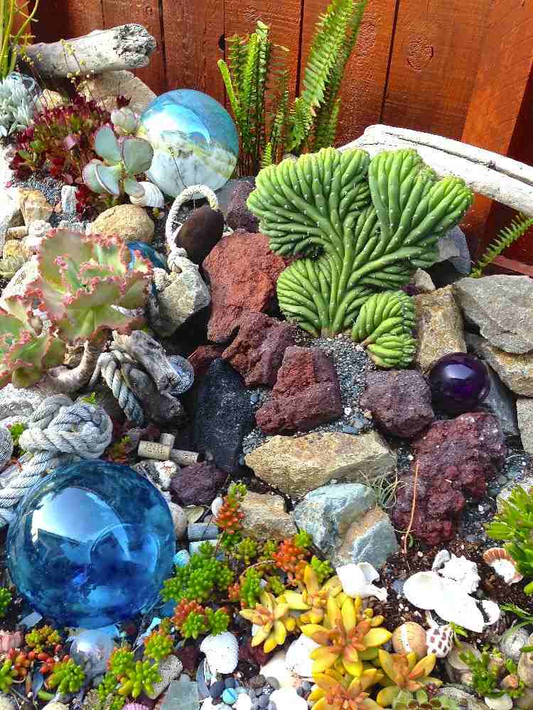 kaktus-succulenter-idéer-trädgårdsdesign-lättskött havsbotten