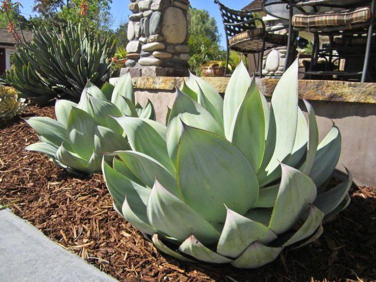 kaktus-succulenter-idéer-trädgårdsarbete-lättskött aloe