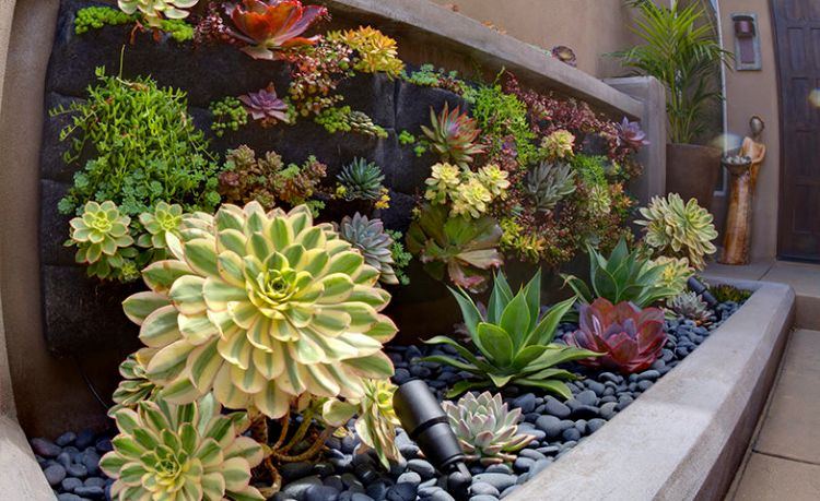 kaktusar och succulenter idéer trädgårdsdesign lättskött-aloe-rockery-vertikal
