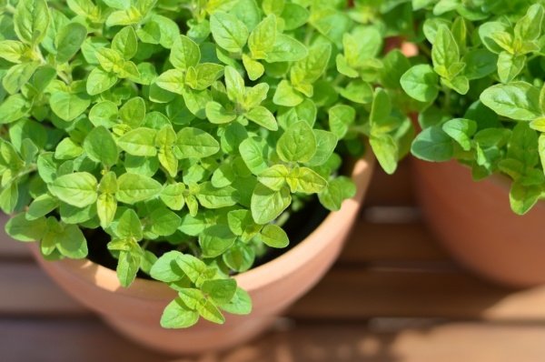 marjoram kruka örter och växter balkong örtträdgård