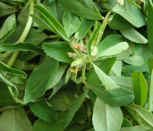 Örter och kryddor inomhus bockhornsklöver färska gröna blad