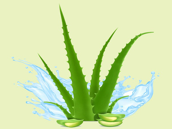 aloe vera kerma