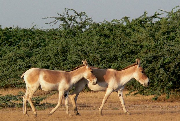 wild-ass-sanctuary_gujarat-τουριστικά μέρη