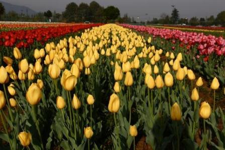 Indira Gandhi Tulip Garden διάσημα μέρη του srinagar