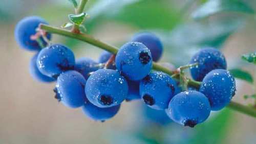 Blue Berry -hedelmät sisältävät runsaasti antioksidantteja