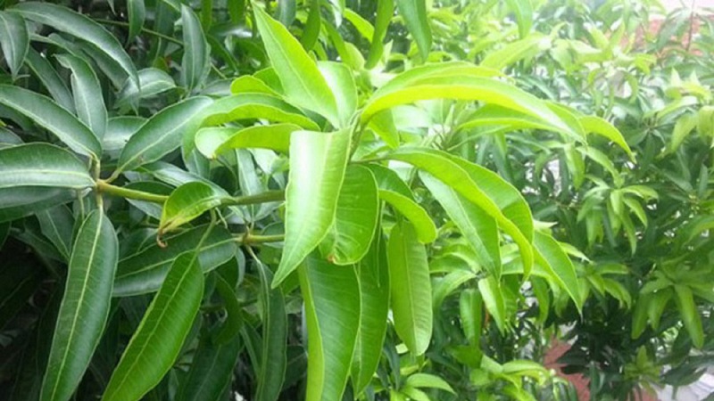 φύλλα μάνγκο χρήσεις