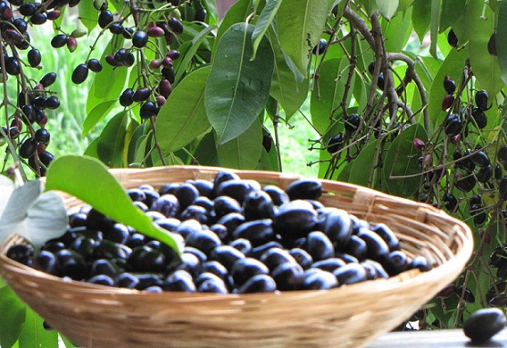 Voivatko diabeetikot syödä mustaa Jamun -hedelmää