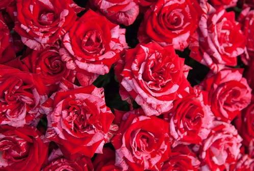 Rose rakkaus lahja
