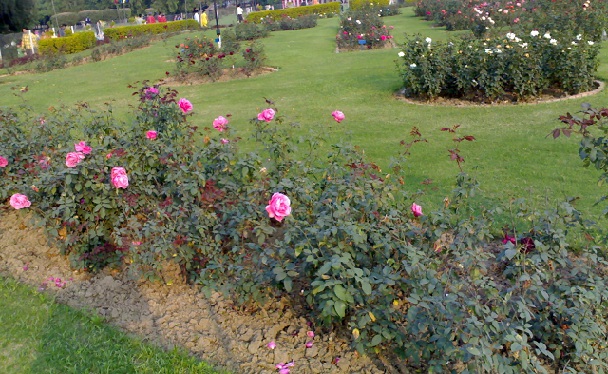 kuuluisa kukka-puutarha_chandigarh-turisti-paikkoja