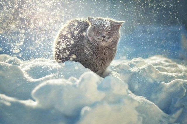 Snöfall-katt-med-ljus-päls