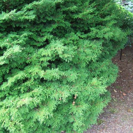 Trädgård Hinoki Falsk Cypress Chamaecyparis obtusa