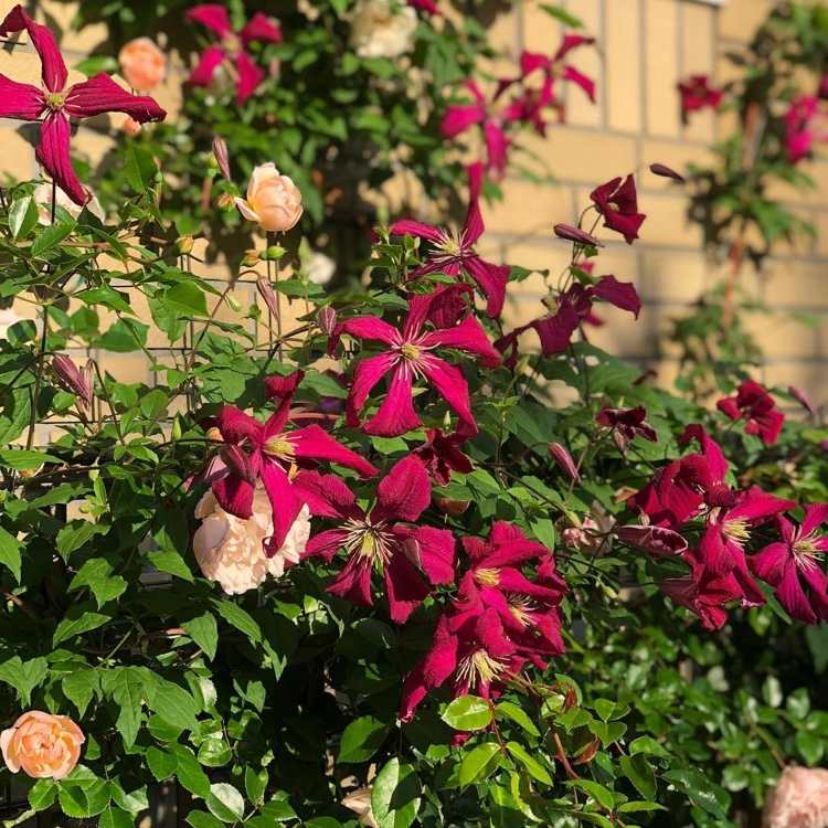 Clematis Madame Julia Correvon blommar med röda blommor hela sommaren