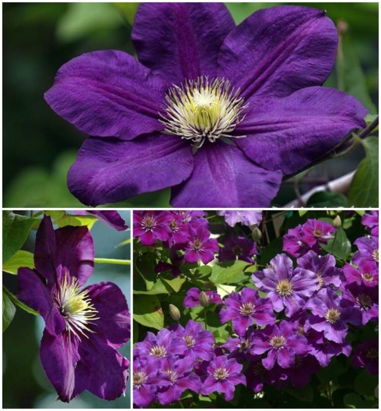 Clematis 'Lady Betty Balfour' med lila blommor och sommarens blomningstid