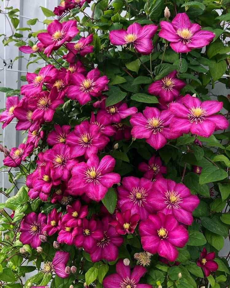 sommarblommande Clematis Ville de Lyon