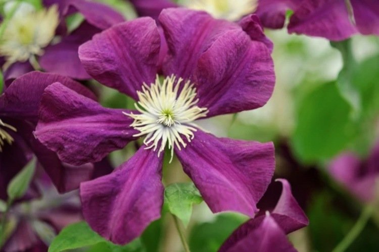 Clematis ‘Etoile Violette’ clematis blommar på sommaren