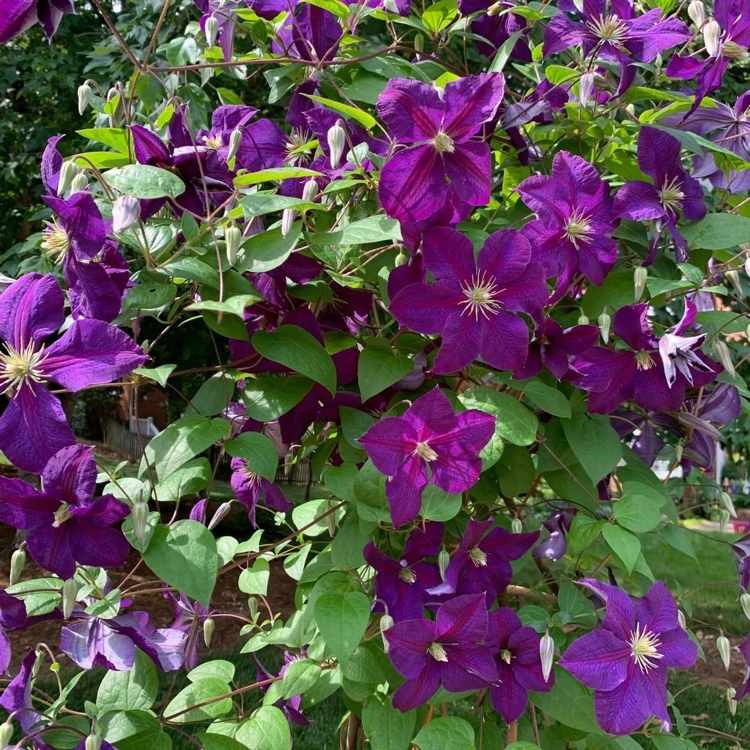 Clematis superba lila blommar hela sommaren