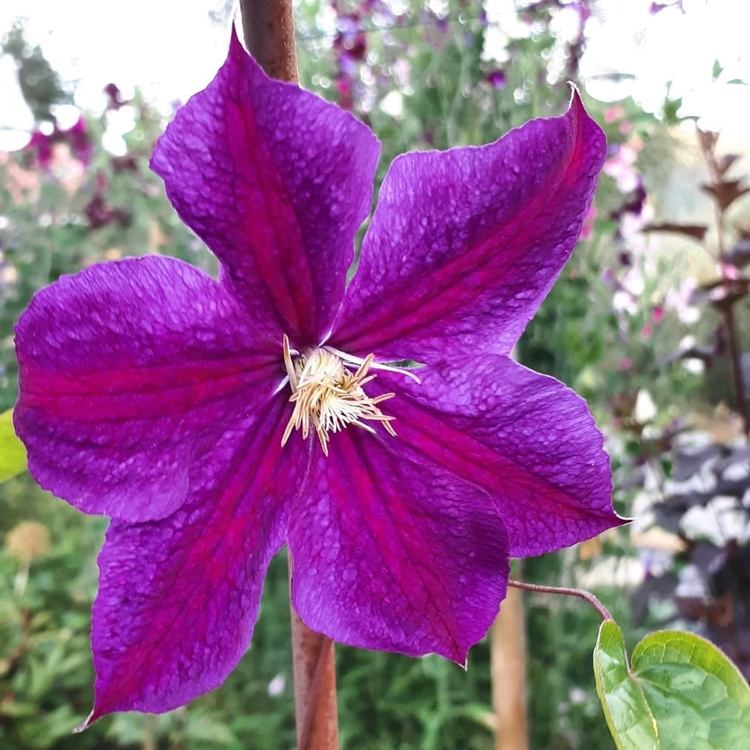 Clematis Star of India blommande violett