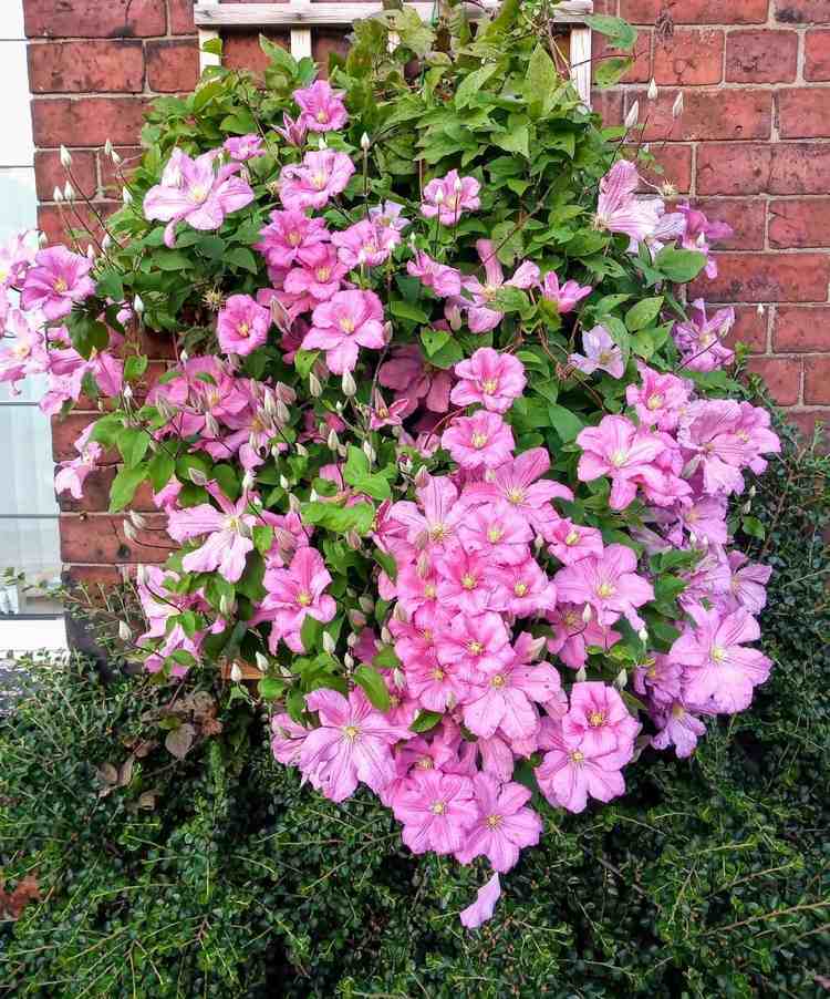Clematis Comtesse de Bouchard rosa blommar på sommaren