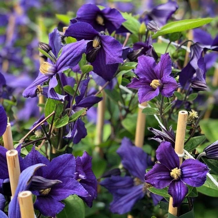 Clematis Durandii är idealisk för förvaring i krukor
