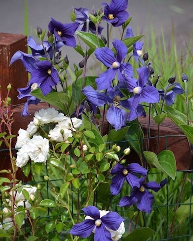 Flerårig Clematis och vit markskydd Rose 'Sea Foam'