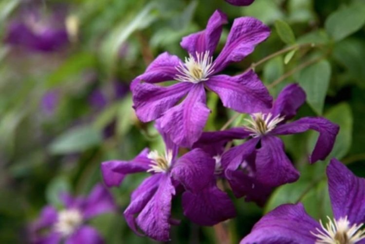clematis sommarblommor ‘Warszawska Nike’