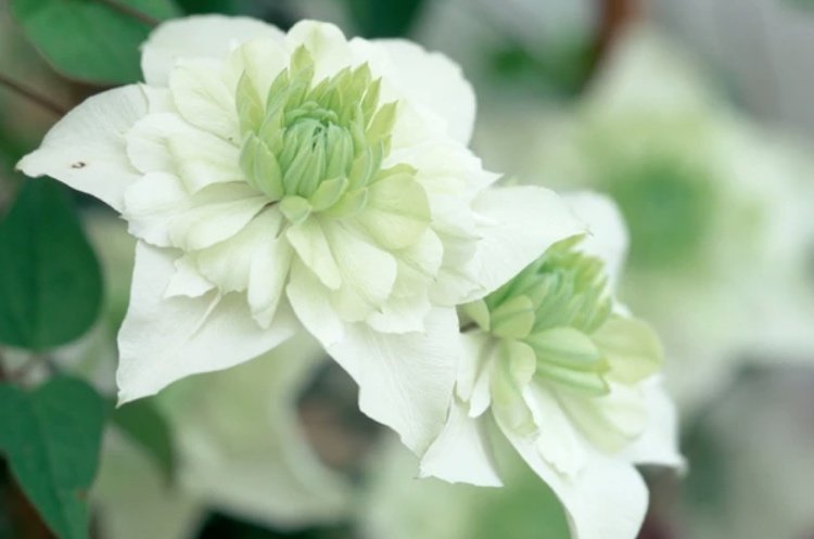 Clematis florida ‘Alba Plena’ blommar hela sommaren