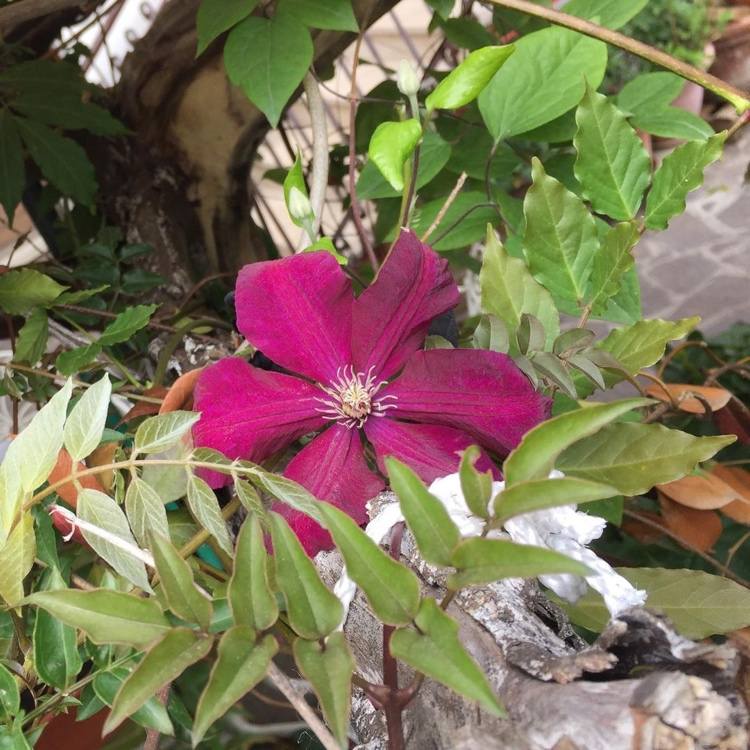 clematis rouge kardinalblommor hela sommaren