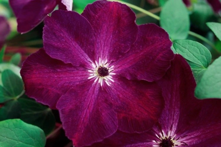 Clematis ‘Night Veil’ med sommarens blomningstid