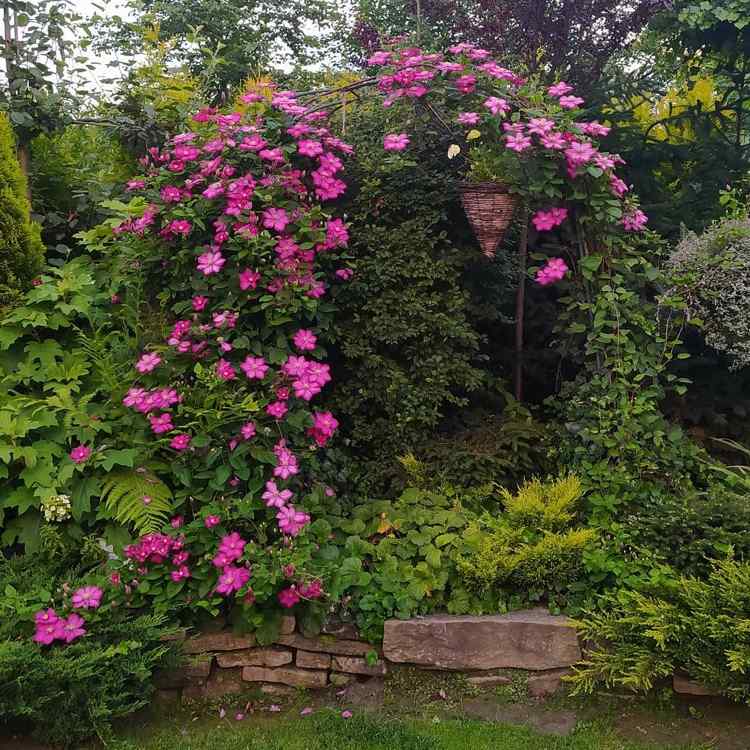 Clematis som blommar hela sommaren