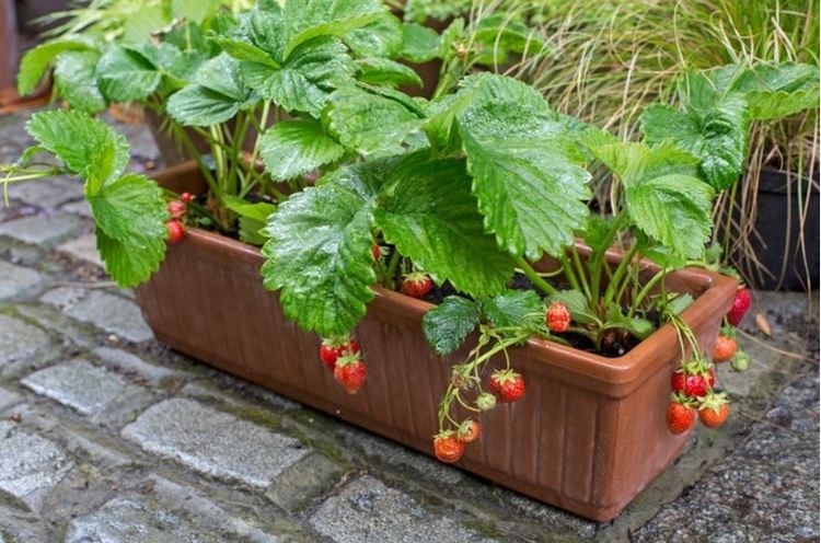 Plantera jordgubbar i blomlådan