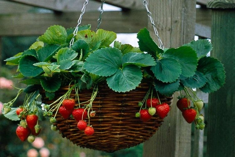 Plantera jordgubbar i rottinghängande korgar
