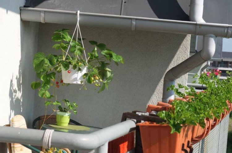 Låt jordgubbarna växa i den hängande korgen på balkongen