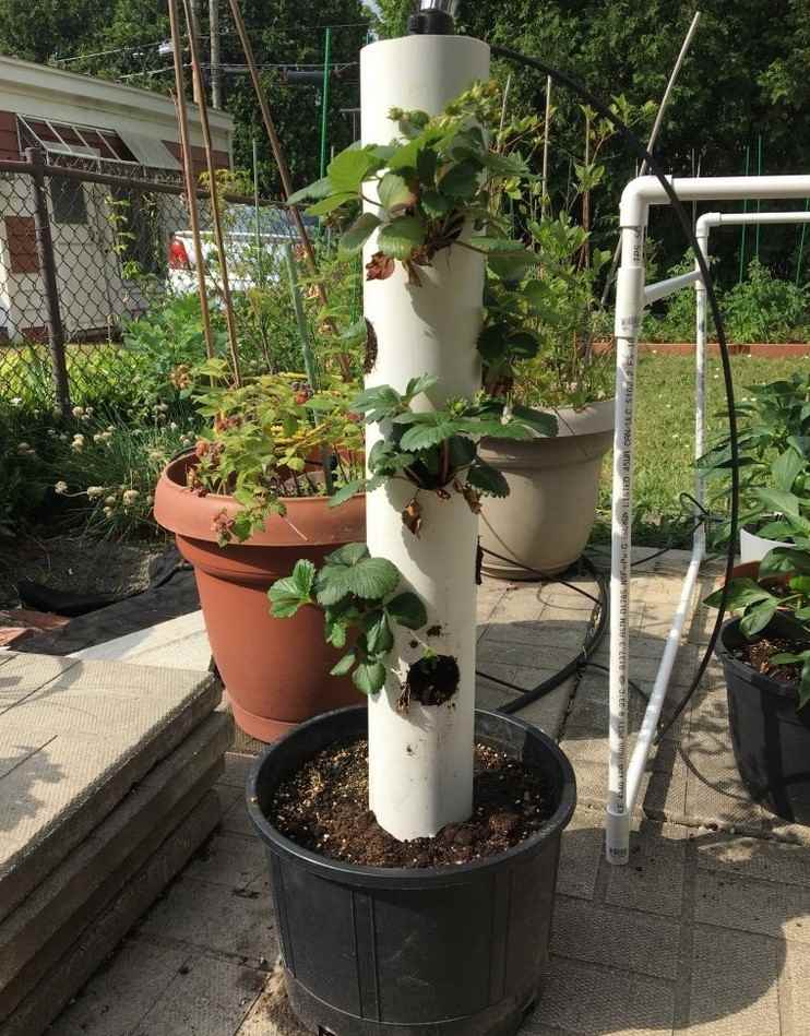 Odla jordgubbar i PVC -rör och hinkar för att spara utrymme