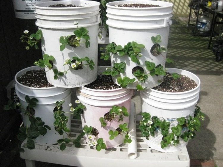 Plantera jordgubbar i plasthinkar