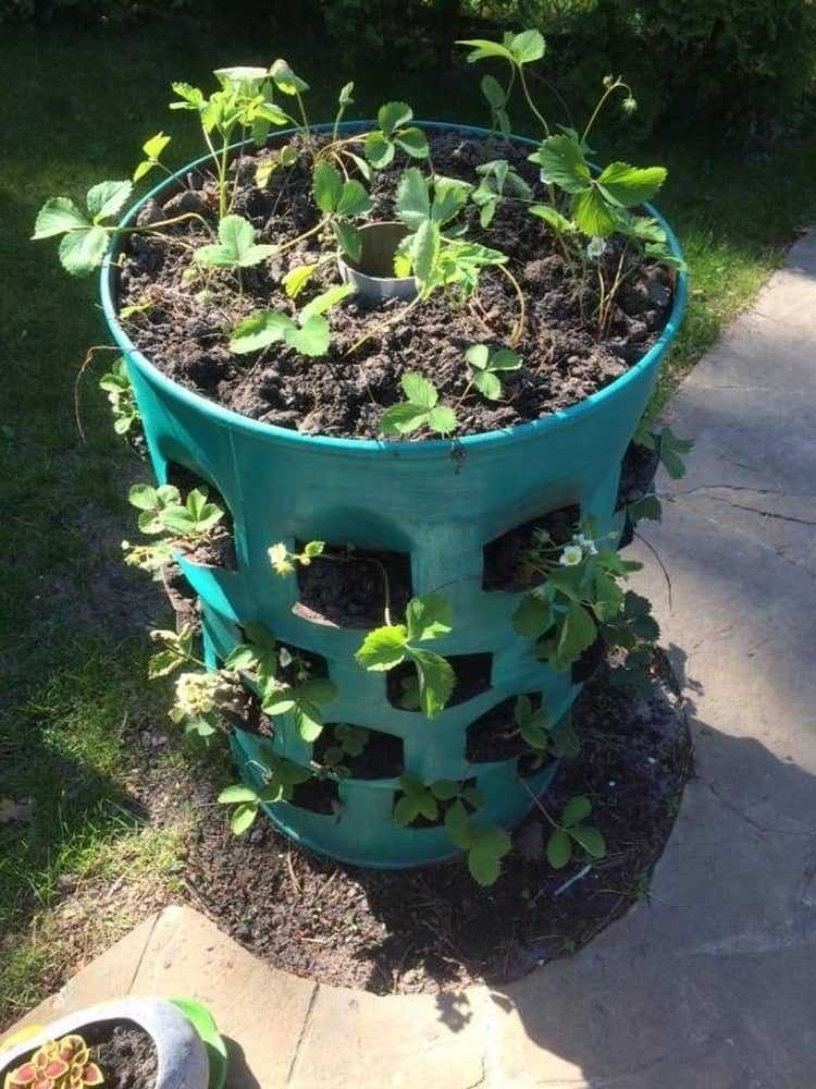 Plantera jordgubbar vertikalt i plastfat