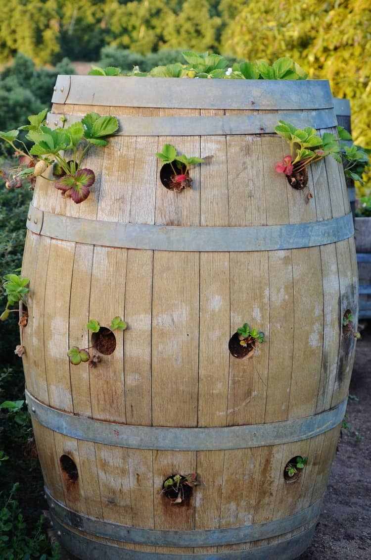 Plantera jordgubbar i en stor trätunna