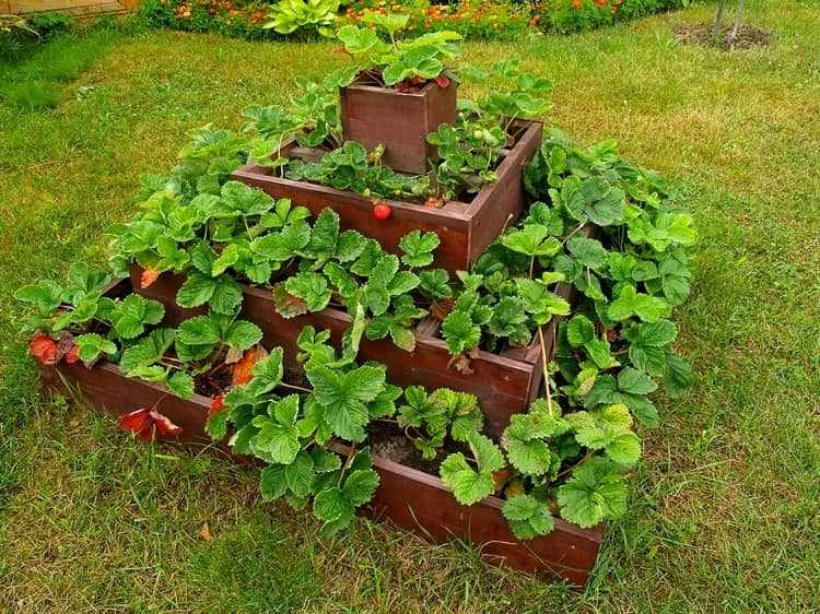 Jordgubbar pyramid för trädgården