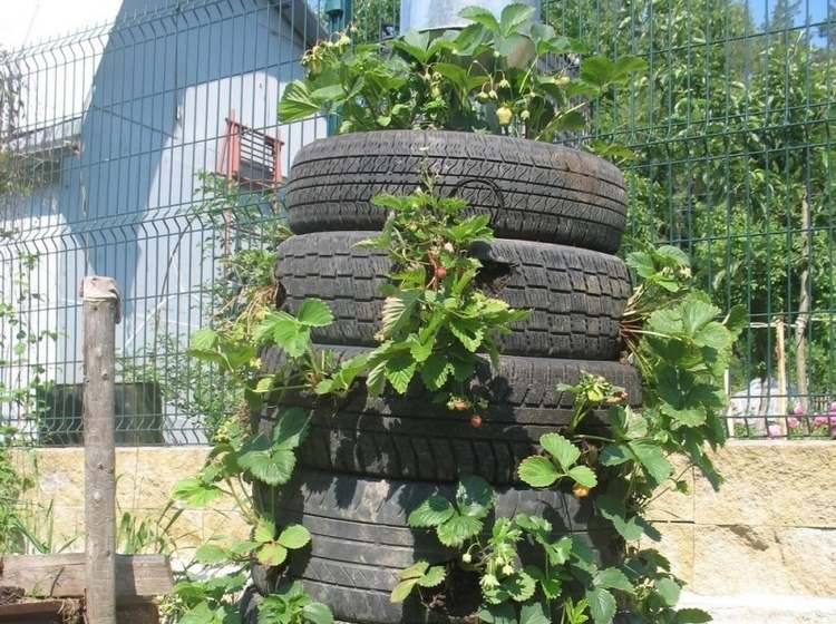 Jordgubbtorn från gamla däck i trädgården