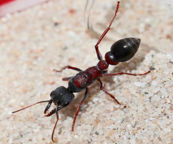 Bulldoggi Ant
