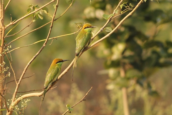Καταφύγιο πουλιών της λίμνης Kanwar