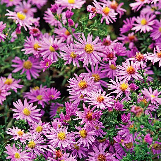 Fjärilar i trädgården aster växtarter