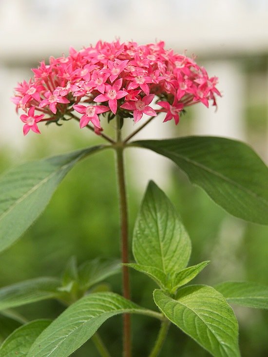 fjäril blommor pentas trädgård