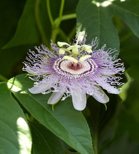 Passionsblomma klättrare lockar fjärilar trädgård