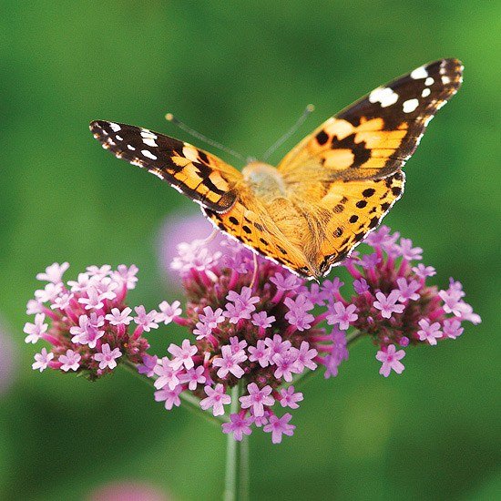 Verbena fjärilar planterar blommor