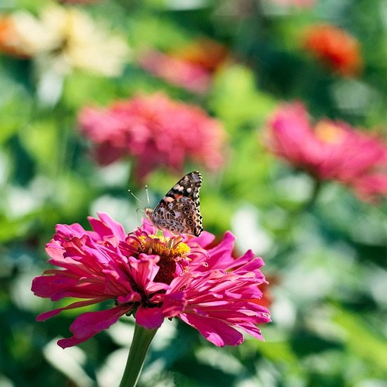 Zinnia i trädgården lockar fjärilar