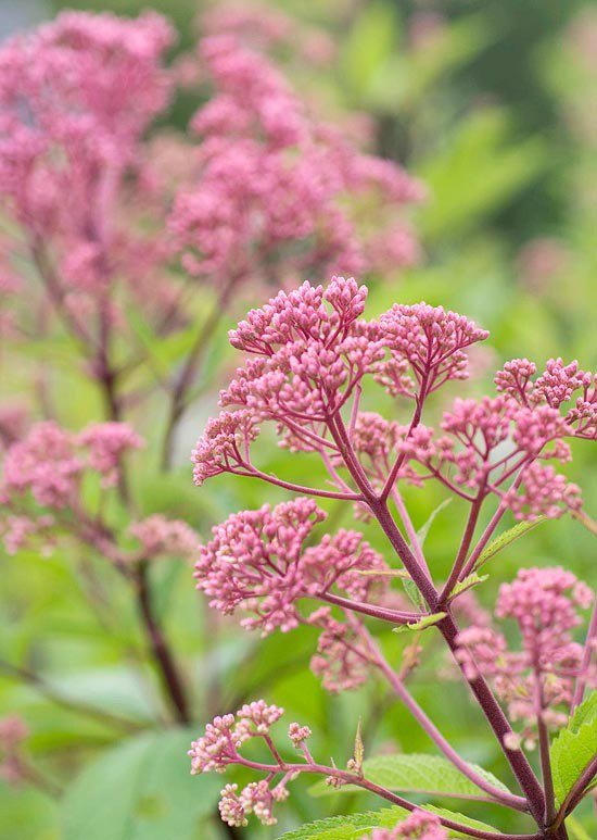 wasserdost rosa blommor trädgård fjärilar magnit