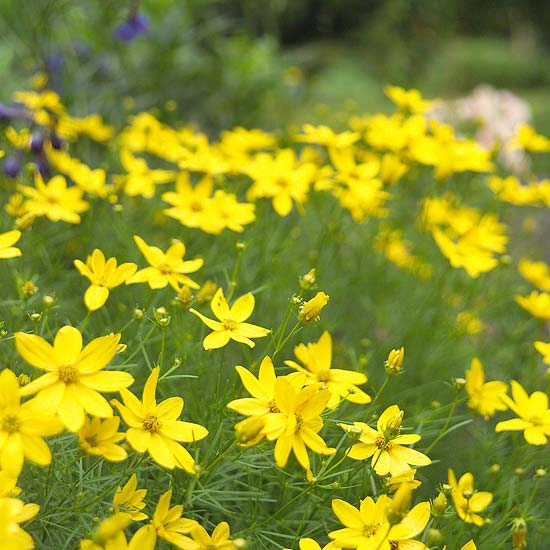 flickans ögonblomma lockar fjärilar i trädgården