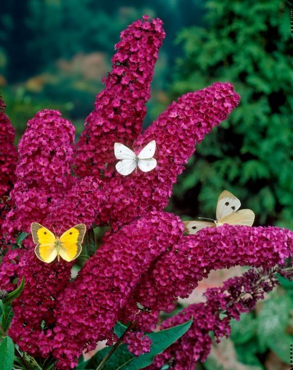 Buddleia kungsröd